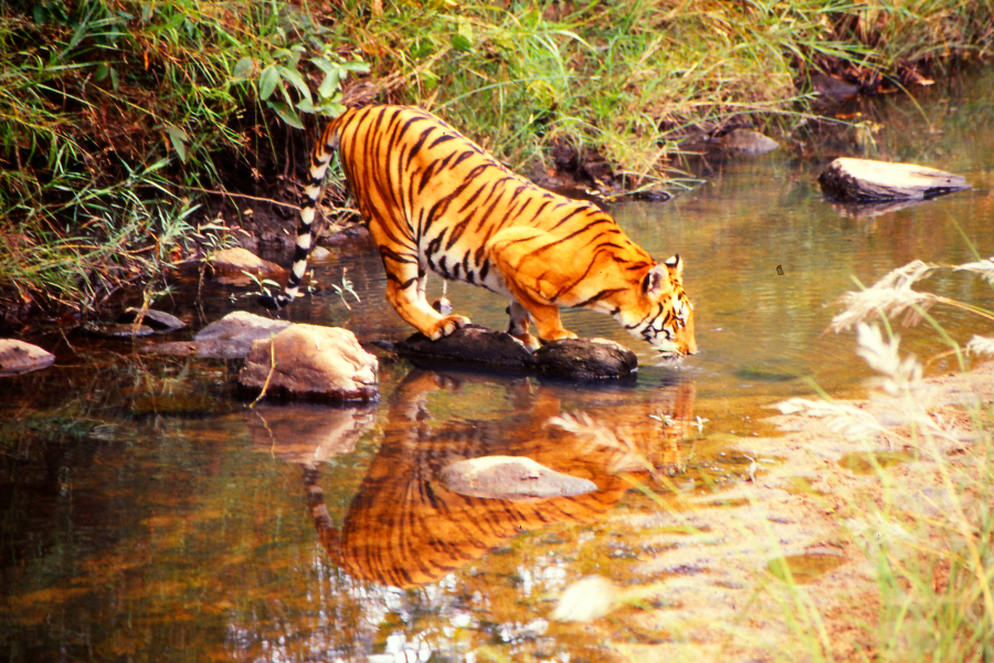 Tiger reflection, Kanha Nationalpark, India 1991