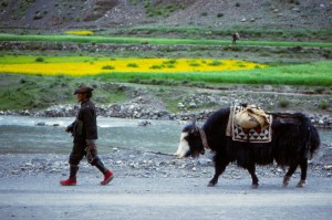Man and Yak
