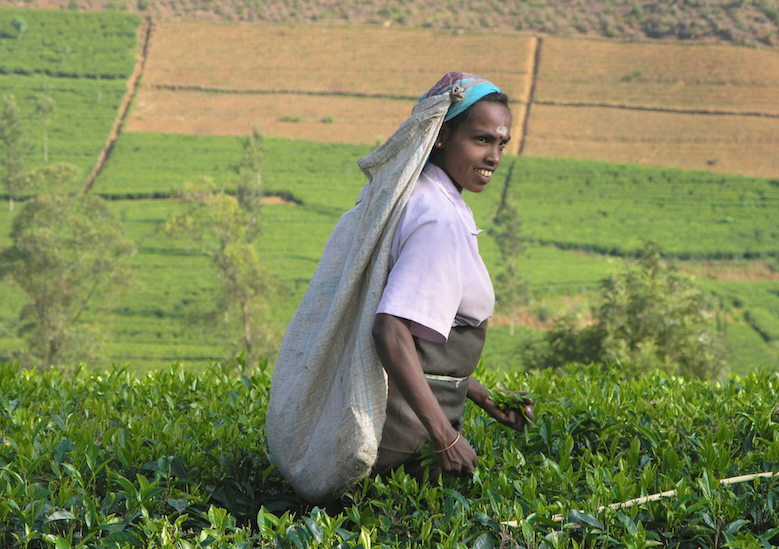 Plucking tea in Kerala, South India