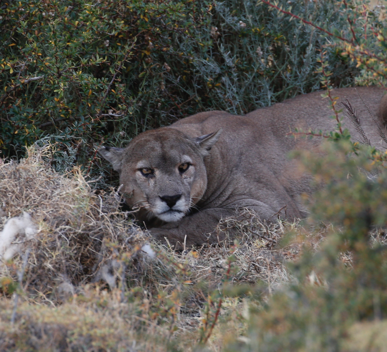 Adult Puma